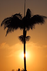 Refraction of light around a palm tree