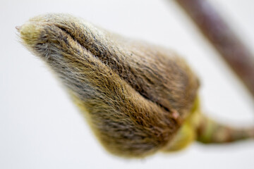 macro photo magnolia bud, blurred background, spring flower
