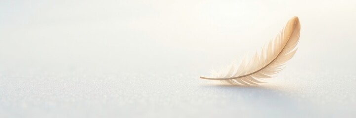 Obraz premium Softly falling feathers gently settle on the pristine white surface, serenity, stillness