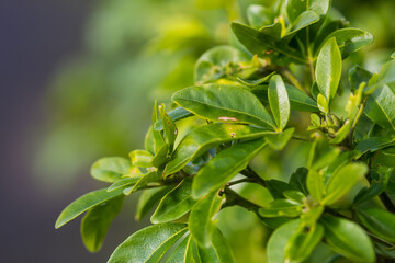 close up of green leaves