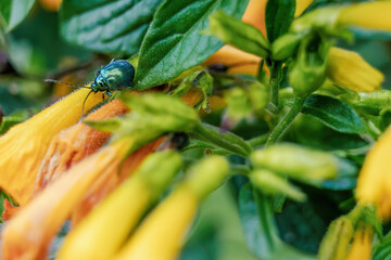 Macro photography of a flea beetle walking on a marmalade flower, in a forest in the eastern Andean mountains of central Colombia, near the town of Villa de Leyva.