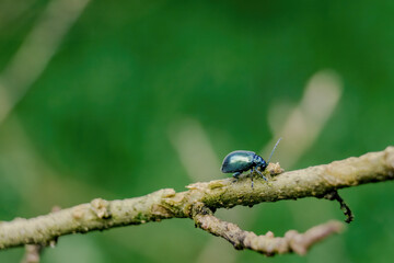 Macro photography of a flea beetle feeding on a twig, in a forest in the eastern Andean mountains of central Colombia, near the town of Villa de Leyva.