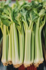 Obraz premium A bunch of red cabbage heads with vibrant green tops, on display at a market or farm stand.