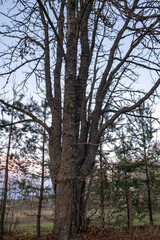 vertical landscape with tree in wintertime