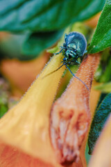 Macro photography of a flea beetle walking on a marmalade flower, in a forest in the eastern Andean mountains of central Colombia, near the town of Villa de Leyva.