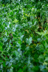 Local farmers preparing seedlings, Soil and Planting Crops for cultivation in a rural setting
