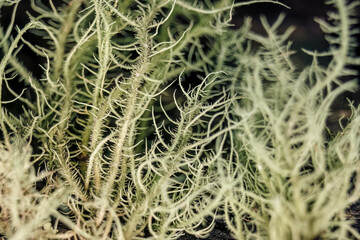 Extreme macro photography of fruticose lichen growing on tree barks and rocks, captured in a forest near the colonial town of Villa de Leyva, in central Colombia.