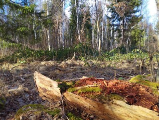 Spring landscape in the forest. In the foreground an old rotten log. Mixed birch and coniferous forest with green fir trees. Spring forest background.