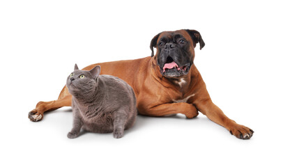 Obraz premium Cute dog and cat lying on white background