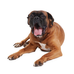Cute dog lying on white background. Adorable pet