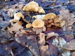 Orange small poisonous mushrooms in yellow autumn fallen oak leaves. Natural forest background with leaves and poisonous mushrooms.