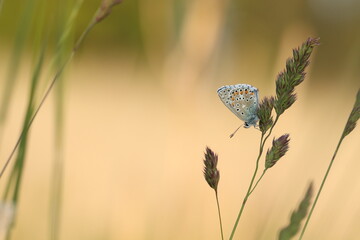una farfalla licenide al tramonto 