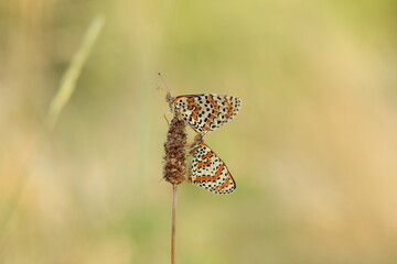 una farfalla melitaea al tramonto su un fiore