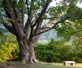 Giant lush green maple tree 