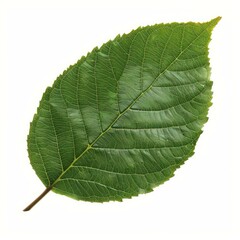 Obraz premium Green leaf isolated on white background, displaying detailed venation and vibrant color
