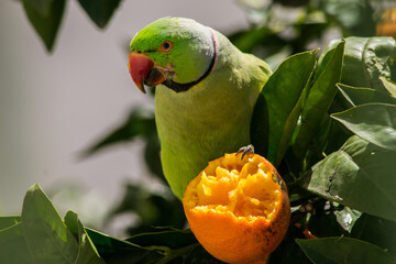Maschio di Parrocchetto dal collare Psittacula krameri che mangia un arancio 