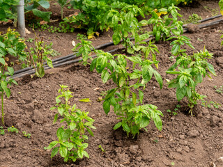 Farmers Tending and Maintaining Crops: Ensuring Healthy Growth