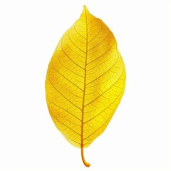 Vibrant yellow leaf isolated on white, displaying intricate veins