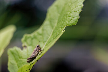 Macro photography of a tiny grasshopper on a leaf, in a garden in the eastern Andean mountains of central Colombia, near the town of Villa de Leyva.