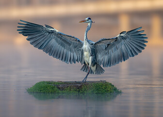 Great heron spreading wings on a misty morning