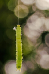 Macro photography of a green caterpillar hanging from a silk line, in a forest in the eastern Andean mountains of central Colombia, near the town of Villa de Leyva.