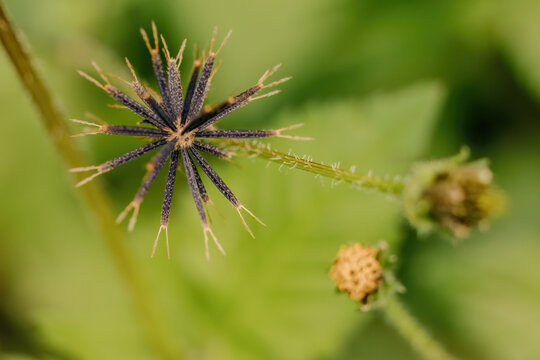 Macro photography of a hitch hikers fruiting head, in a forest in the eastern Andean mountains of central Colombia, near the town of Villa de Leyva.