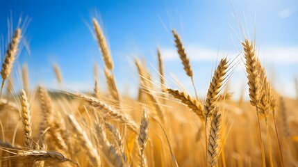 Fototapeta premium Wheat Field On A Beautiful Summer Day