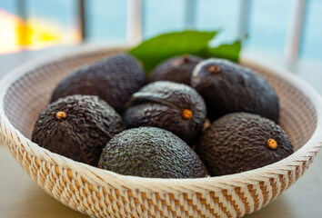 Green ripe avocado from organic avocado plantation - healthy food, Canarian avocado