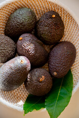 Green ripe avocado from organic avocado plantation - healthy food, Canarian avocado