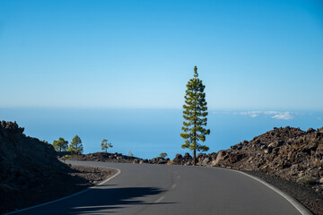 Visiting of Teide national park on Tenerife and view on volcanic landscapes and Canarian pine...