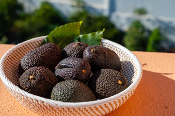 Green ripe avocado from organic avocado plantation - healthy food, Canarian avocado
