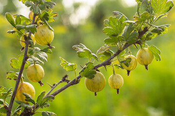 Green gooseberry on a branch in the garden