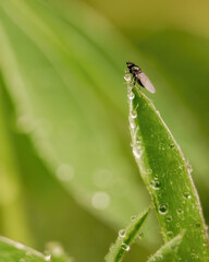 Macro photography of  a tiny hoverfly on a wet leaf, in a forest in the eastern Andean mountains of central Colombia, near the town of Villa de Leyva.