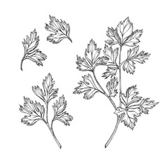 Set of parsley, cilantro, coriander. Isolated vector graphic illustration. Healthy vegetarian food or spice. Hand drawn ink sketch. Verdure for Georgian cuisine, menu, packaging vegetables and spices
