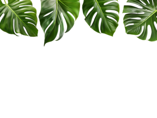 tail monstera top isolated on white background,  cutout 