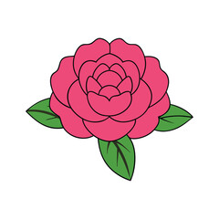 Peony flower on a white background.