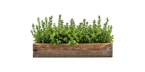 Fresh thyme herb in wooden planter box isolated on transparent background