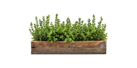 Fresh thyme herb in wooden planter box isolated on transparent background