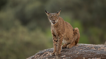 Iberian lynx
