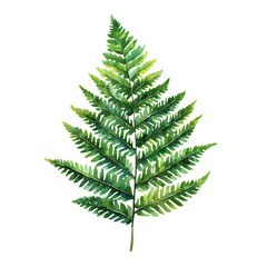 Lush Green Fern Isolated on Transparent Background for Design Use