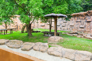 Couple White tiger at the zoo in forest,look like jungle forest background in the Zoo,Thailand tiger asia,copy space..