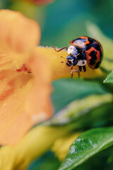 Macro photography of a ladybug on a marmalade flower, captured in garden in the eastern Andean mountains of central Colombia, near the town of Villa de Leyva.