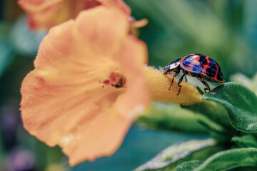 Macro photography of a ladybug on a marmalade flower, captured in garden in the eastern Andean mountains of central Colombia, near the town of Villa de Leyva.