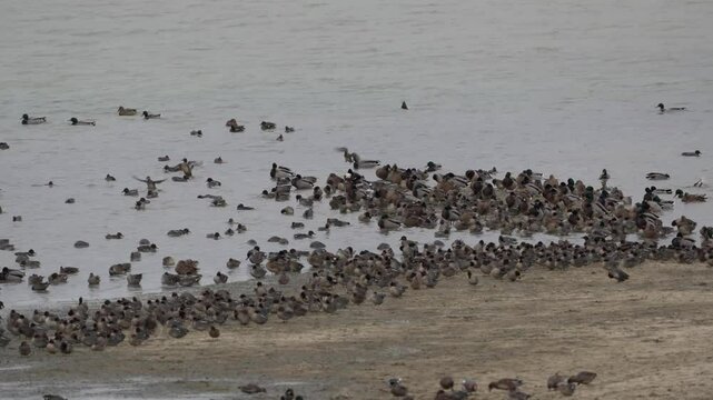 groupe de canards au repos