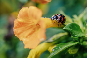Macro photography of a ladybug on a marmalade flower, captured in garden in the eastern Andean mountains of central Colombia, near the town of Villa de Leyva.