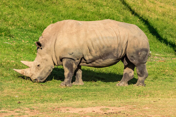 Fototapeta premium A rhino is walking through a grassy field