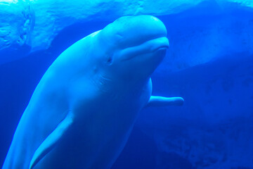 Fototapeta premium A whale is swimming in a blue ocean