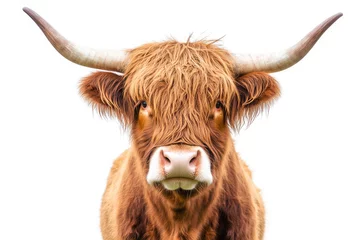 Keuken achterwand Schotse hooglander A striking high-resolution portrait of a Highland cow featuring stunning detail against a pristine white background  © Alla Bondaruk