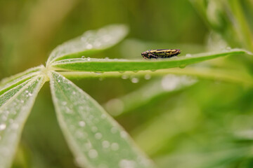 Macro photography of a tiny leafhopper on a wet lupine leaf, captured in a garden in the eastern Andean mountains of central Colombia, near the town of Villa de Leyva.