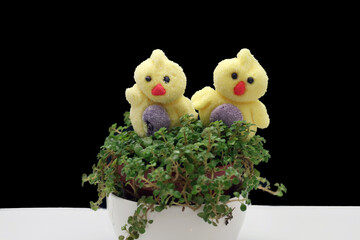 2 petits poussins de Pâques en guimauve © helenedevun